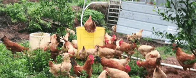 小鸡糊肛的急救方法