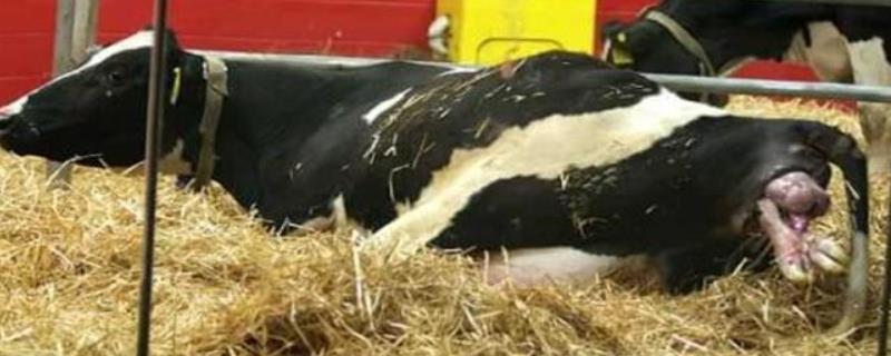 母牛产后消炎用什么药产后喂红糖一次喂多少