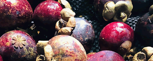 山竹是哪里产的