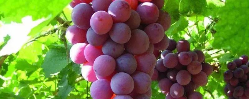 种植业是第一产业吗种植业什么前景好