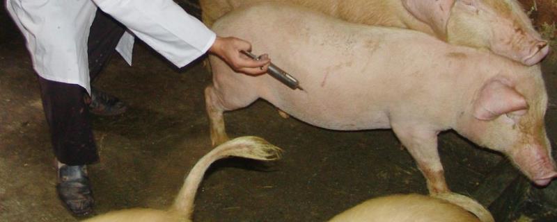 母猪接种疫苗顺序接种细小疫苗后会有什么反应