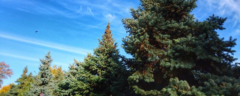 云杉是什么树