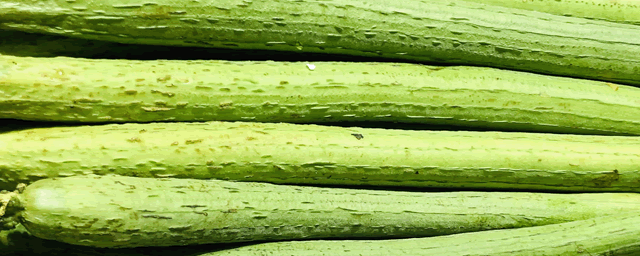 大棚丝瓜如何管理