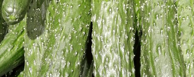 秋季黄瓜最佳种植时间