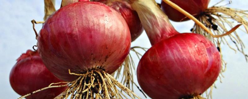 洋葱立春后的田间管理什么时候种植合适