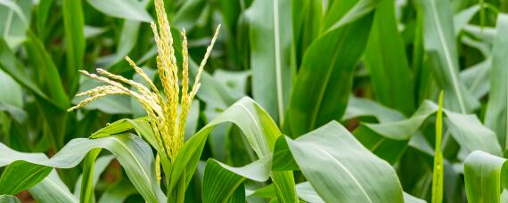 甲维虫螨腈能杀什么虫能打玉米吗