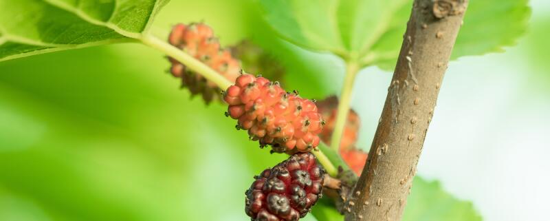 桑树什么时候剪枝