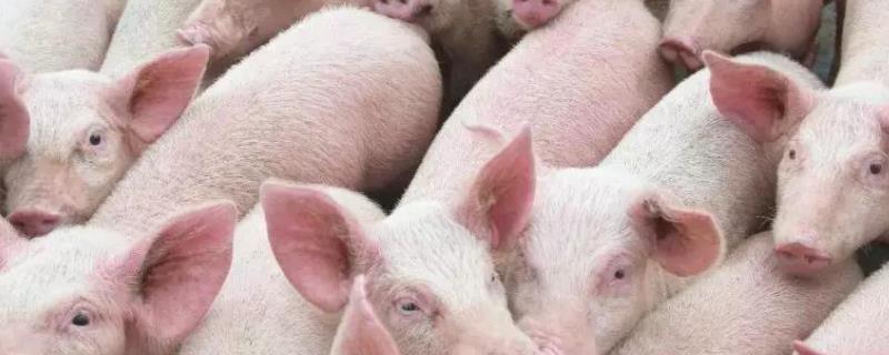 三个月小猪60斤正常吗猪寿命一般在多少年左右