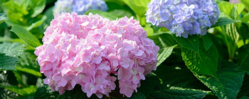 刚换盆的花怎么浇水