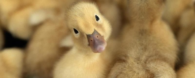 街上买的小鸭子怎么养小鸭子喂生米还是熟米