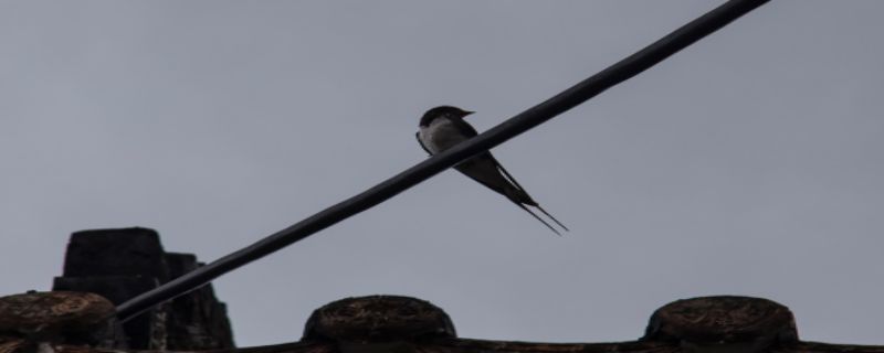 燕子喜欢吃什么东西