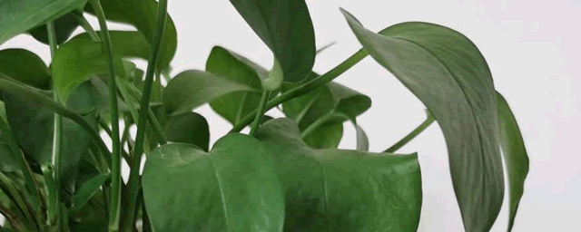 淘米水能浇绿萝吗