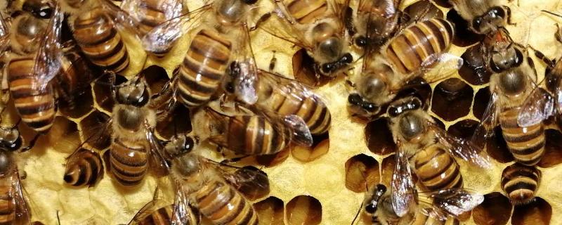 中蜂王台多久看一次蜂群没有蜂王会结团吗