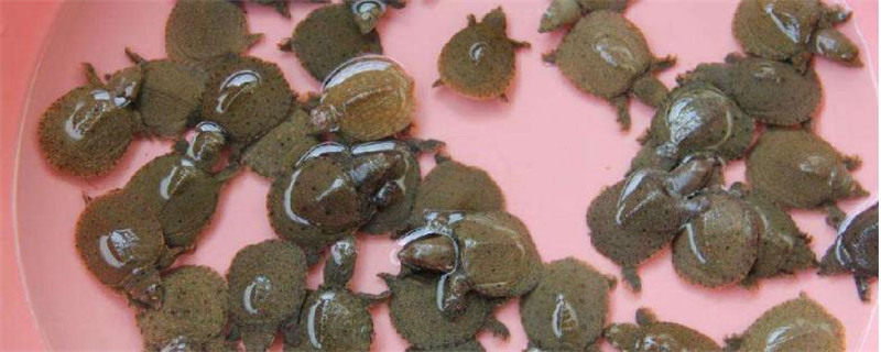 甲鱼苗一年能长多大