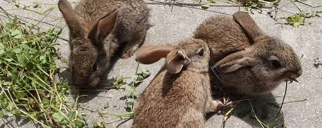 种兔品种有哪些