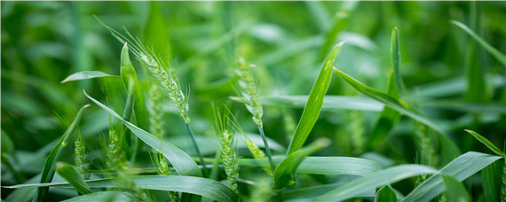 吨麦618小麦品种怎么样