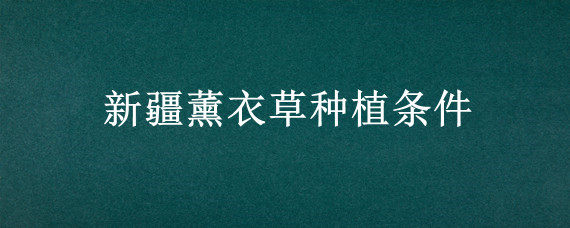 新疆薰衣草种植条件