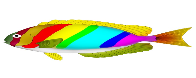 七彩和什么鱼混养