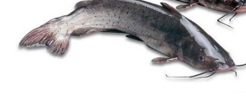 叉尾鱼喜欢吃什么