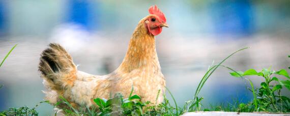 母鸡下蛋需要公鸡的配合吗