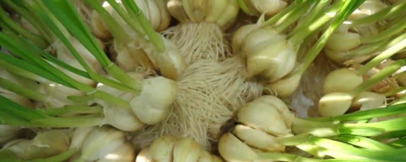 大蒜无土种植方法附冬季管理栽培技术