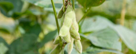 夏大豆生长期多少天