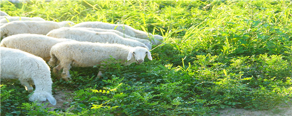 羊不吃草不反刍精神不振