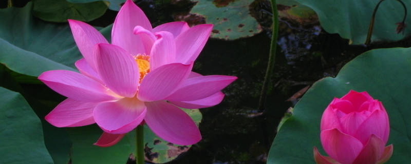 荷花的养殖方法与注意事项？荷花的养殖方法和注意事项