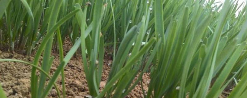 韭菜常见病害图片及防治方法韭菜常见虫害及防治方法