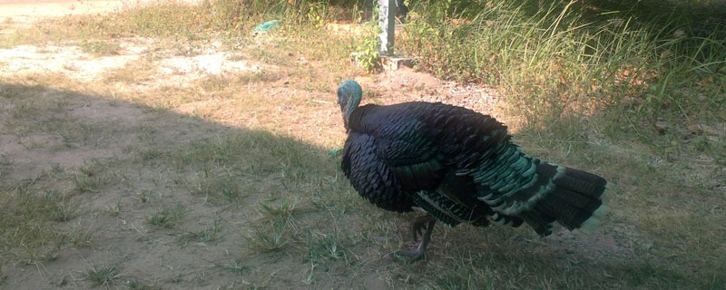 火鸡可以长到多少斤