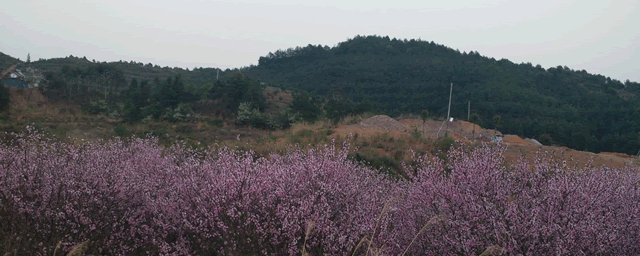 紫薇什么时候嫁接