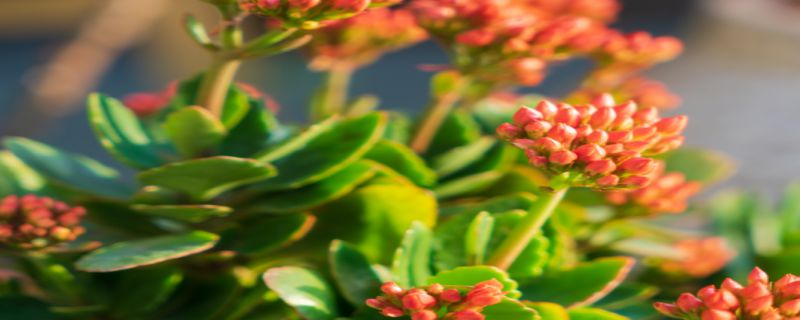 长寿花夏天怎么浇水