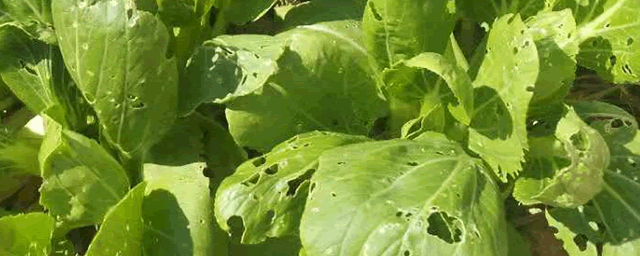 北方白菜什么时候种植