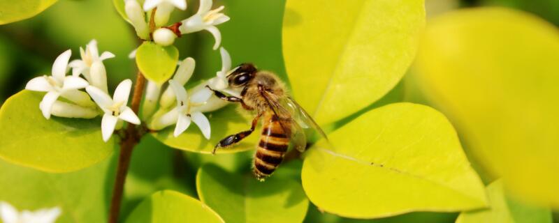 房间有黄蜂怎么驱赶