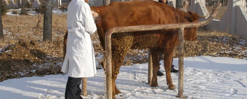 牛人工授精的最佳时期用什么手法好