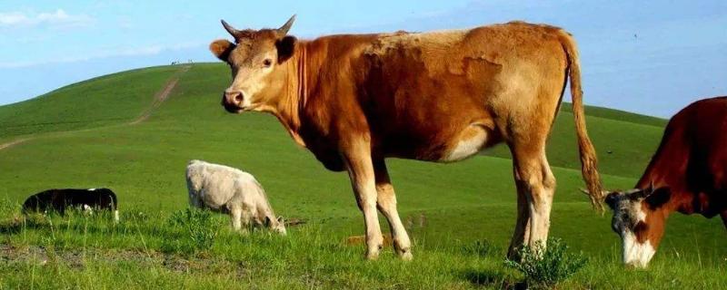 牛的养殖海福特牛和西门塔尔有区别吗