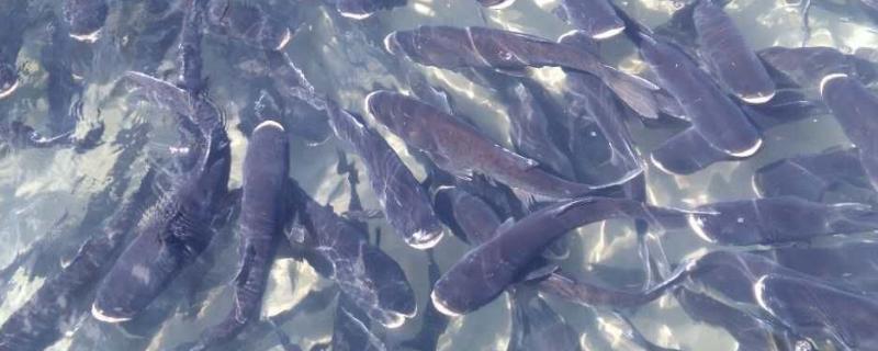 水库养鱼的风险在哪里一年一般可以赚多少