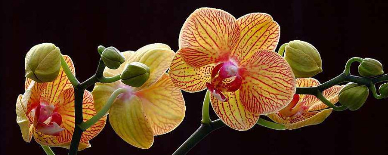 蝴蝶兰种植后可以立即浇水吗？蝴蝶兰种植完需要立马浇水吗