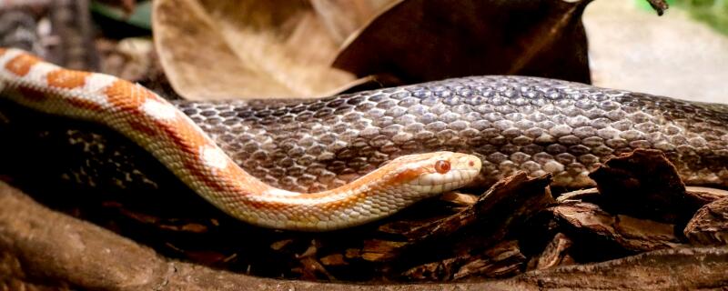 蛇的汗在哪里啊