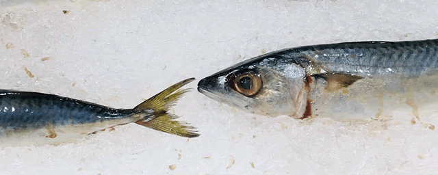 娃娃鱼多少钱一斤