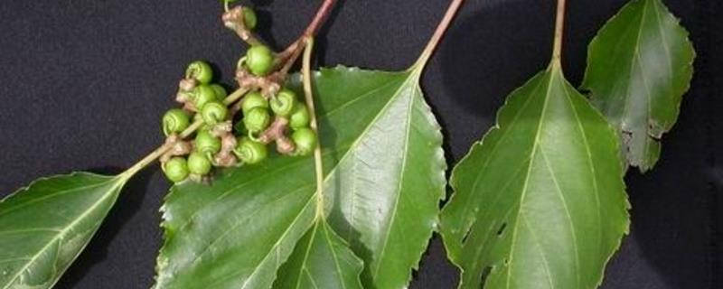 枳椇是常绿还是落叶