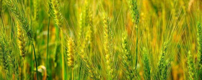 小麦拔节期如何管理小麦套餐都是什么药