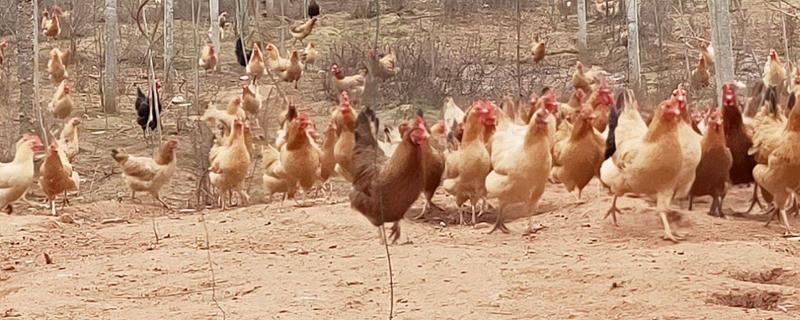 养鸡长得快绝招鸡冠发黑用什么药