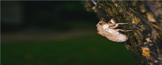 种植金蝉几年出土