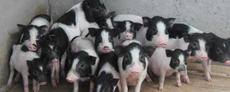 小香猪会长大吗附养殖方法和注意事项