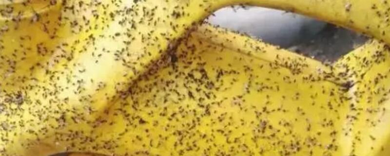 小咬怕什么气味