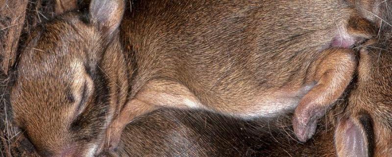 野兔一年繁殖几窝一窝几个野兔晚上几点出来觅食