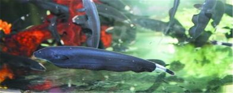 羽毛鱼和什么混养