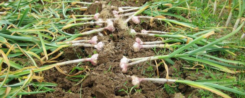 大蒜底肥最佳配方肥料用多了烧根还能浇水吗