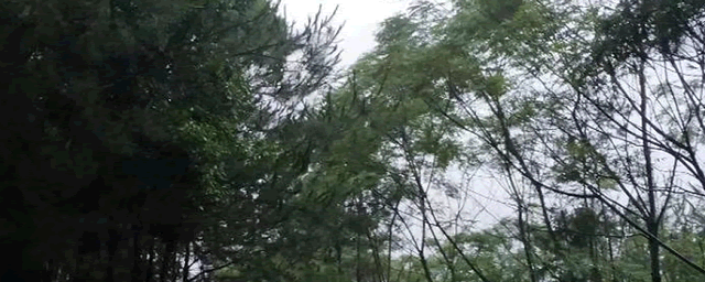 龙须树叶子干枯怎么救